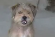 Toby