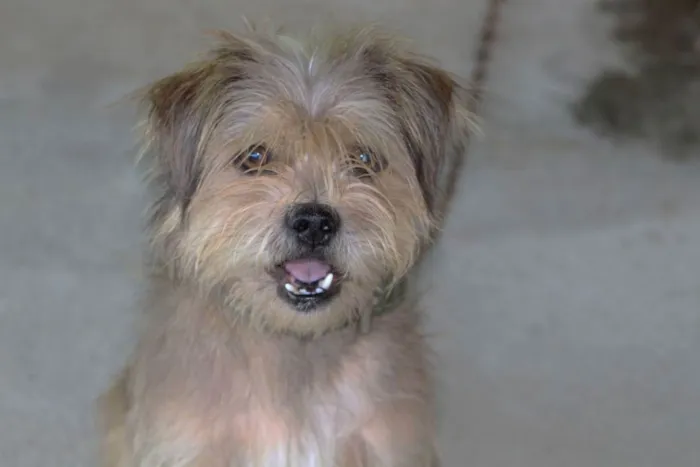 Cachorro ra a Viralata idade 6 ou mais anos nome Toby