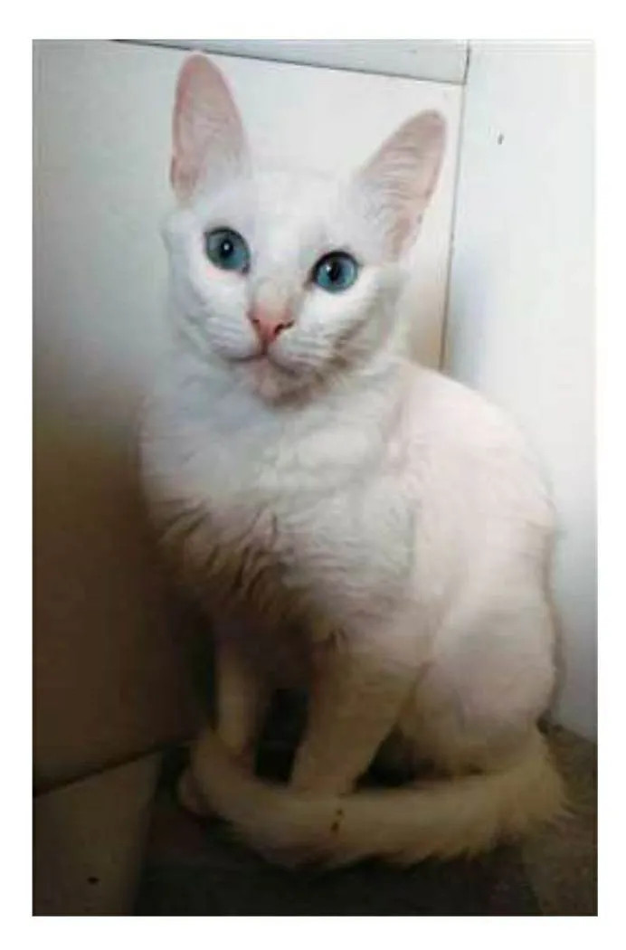 Gato ra a srd idade 7 a 11 meses nome MAITÊ 