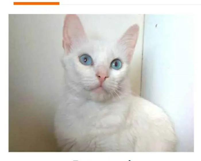 Gato ra a srd idade 7 a 11 meses nome MAITÊ 