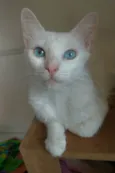 MAITÊ