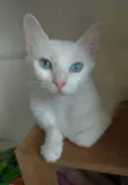 MAITÊ