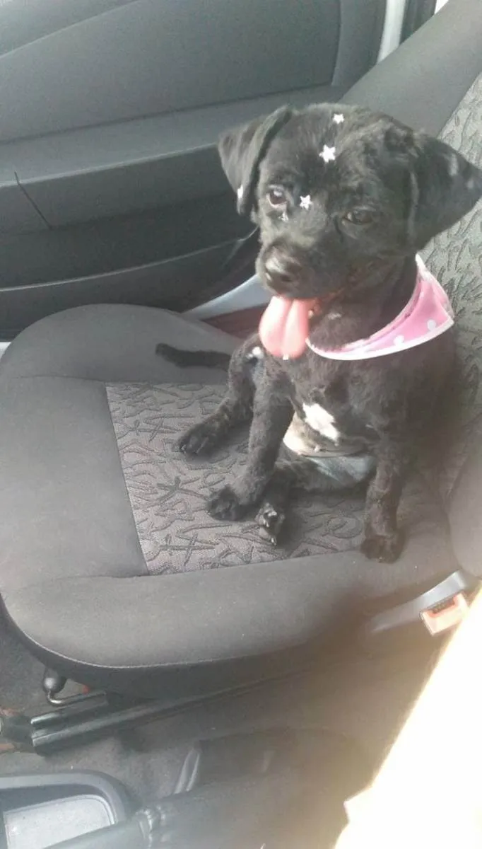 Cachorro ra a Viralata idade 6 ou mais anos nome Lola