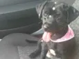 Lola