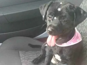 Cachorro raça Viralata idade 6 ou mais anos nome Lola