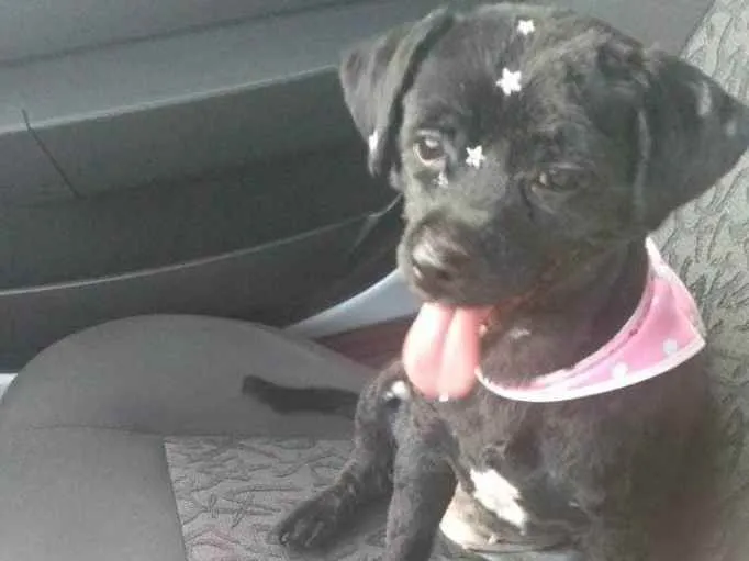 Cachorro ra a Viralata idade 6 ou mais anos nome Lola