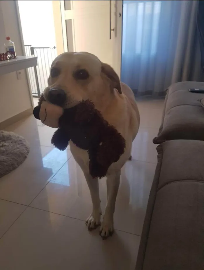 Cachorro ra a Labrador idade 6 ou mais anos nome Duke