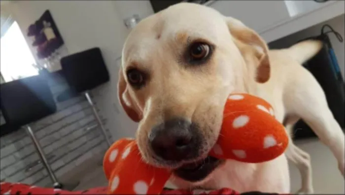 Cachorro ra a Labrador idade 6 ou mais anos nome Duke