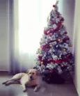 Duke