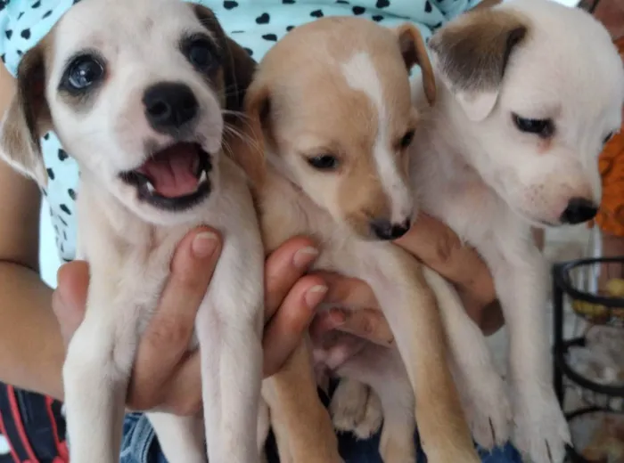 Cachorro ra a Misturado com Fox paulistinha idade Abaixo de 2 meses nome Mostarda e Mel