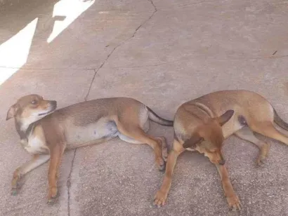 Cachorro raça Vira-lata  idade 7 a 11 meses nome Loba e poly