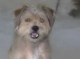 Toby