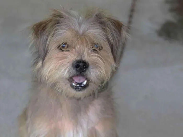 Cachorro ra a Viralata idade 6 ou mais anos nome Toby
