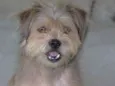 Toby