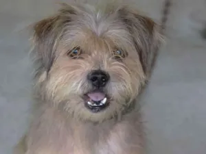 Cachorro raça Viralata idade 6 ou mais anos nome Toby