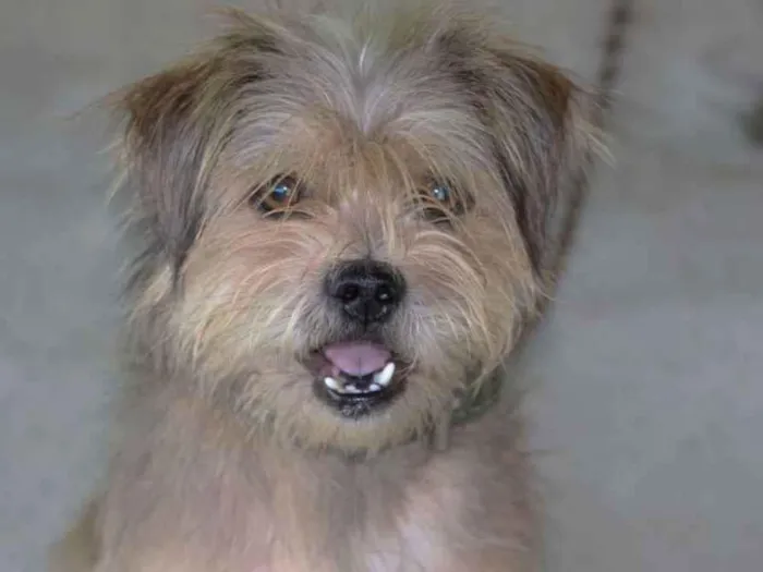 Cachorro ra a Viralata idade 6 ou mais anos nome Toby