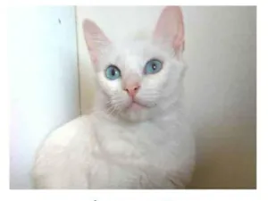 Gato raça srd idade 7 a 11 meses nome MAITÊ 