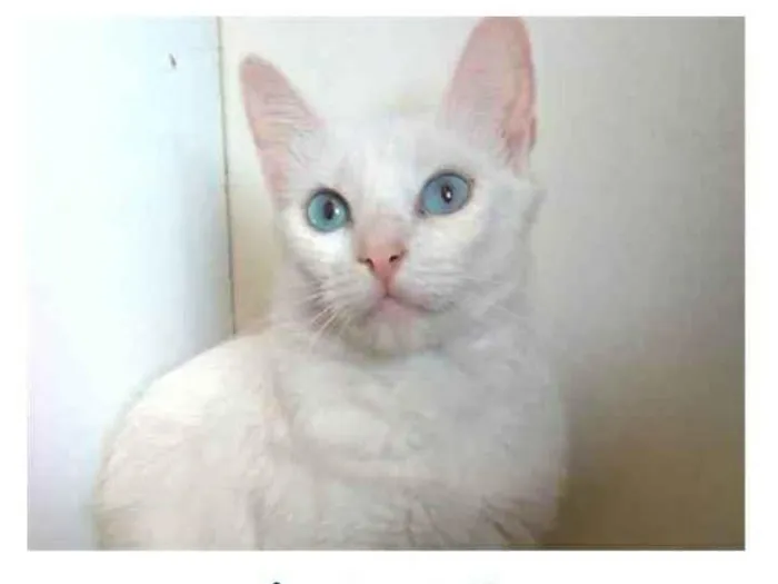 Gato ra a srd idade 7 a 11 meses nome MAITÊ 
