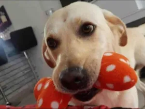 Cachorro raça Labrador idade 6 ou mais anos nome Duke