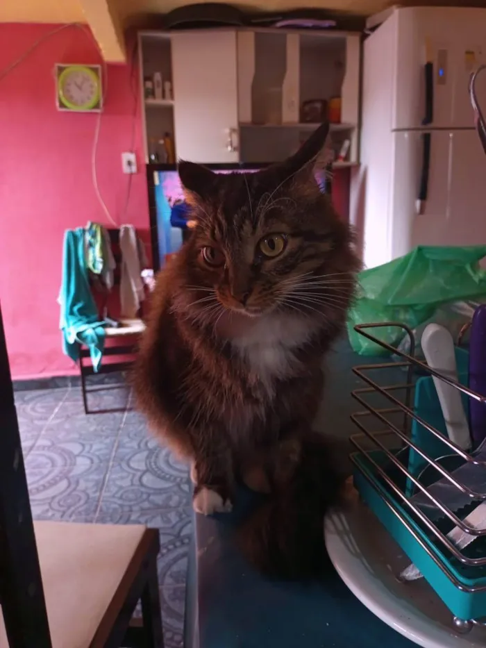 Gato raça  idade 4 anos nome Nino 