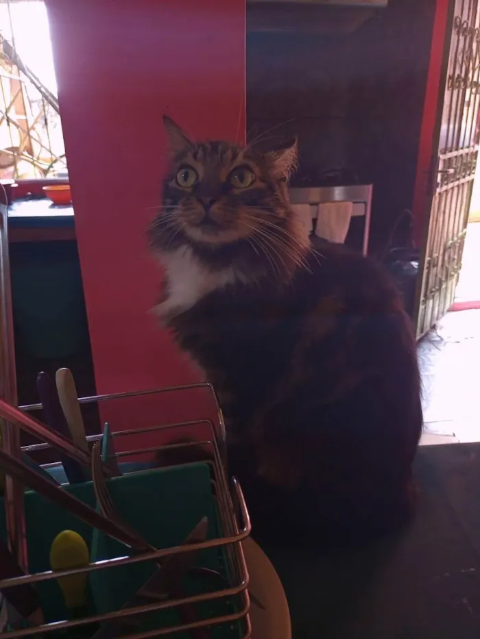 Gato raça  idade 4 anos nome Nino 