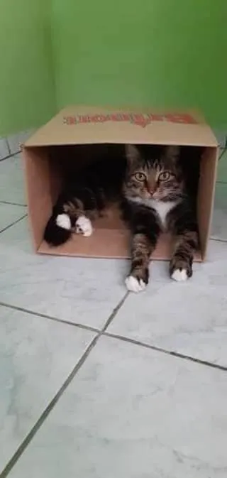 Gato raça  idade 4 anos nome Nino 