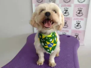 Cachorro raça lhasa apso idade 6 ou mais anos nome Billy