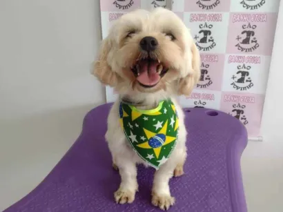 Cachorro raça lhasa apso idade 6 ou mais anos nome Billy