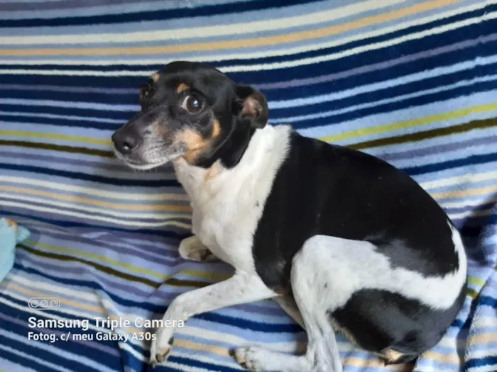 Cachorro ra a Fox paulistinha idade 6 ou mais anos nome Samy