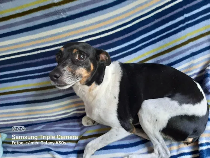 Cachorro ra a Fox paulistinha idade 6 ou mais anos nome Samy