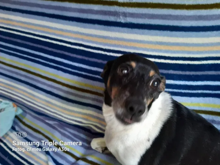 Cachorro ra a Fox paulistinha idade 6 ou mais anos nome Samy