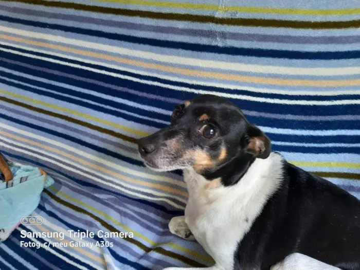 Cachorro ra a Fox paulistinha idade 6 ou mais anos nome Samy