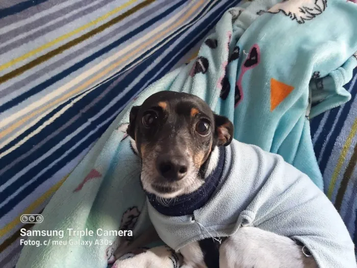 Cachorro ra a Fox paulistinha idade 6 ou mais anos nome Samy