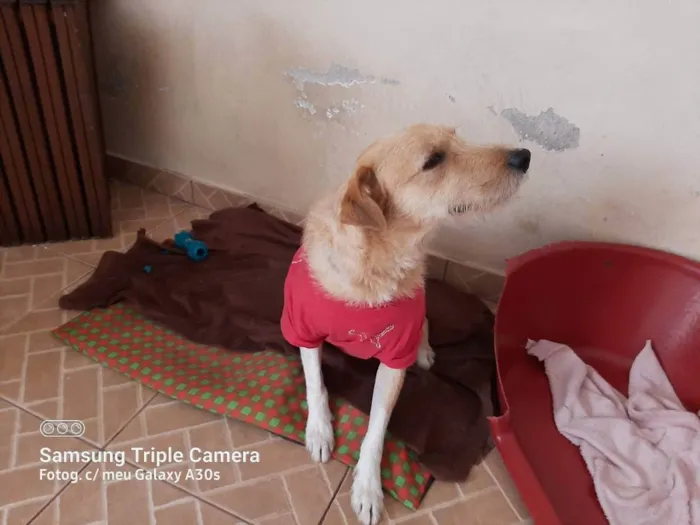 Cachorro ra a SRD idade 1 ano nome Benê