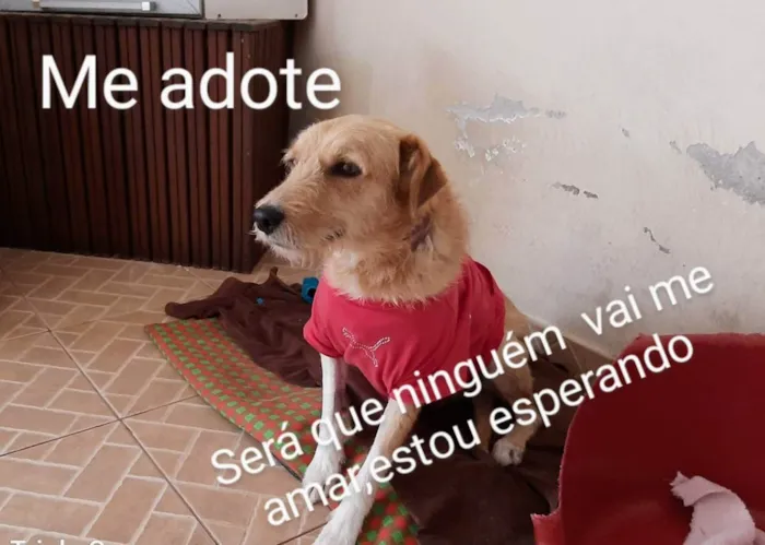 Cachorro ra a SRD idade 1 ano nome Benê