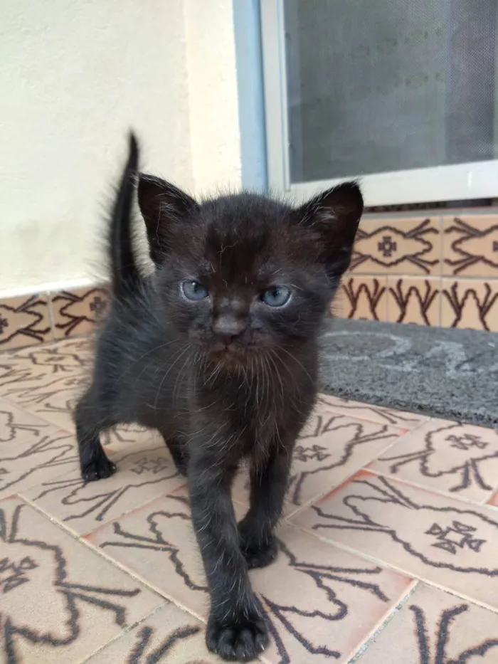 Gato ra a  idade Abaixo de 2 meses nome Não tem nome ainda