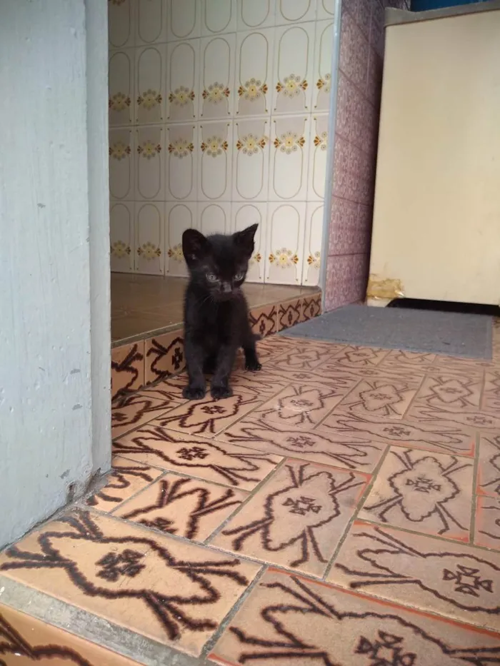Gato ra a  idade Abaixo de 2 meses nome Não tem nome ainda