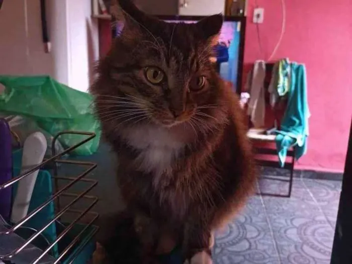 Gato raça  idade 4 anos nome Nino 