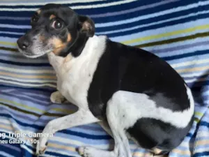 Cachorro raça Fox paulistinha idade 6 ou mais anos nome Samy