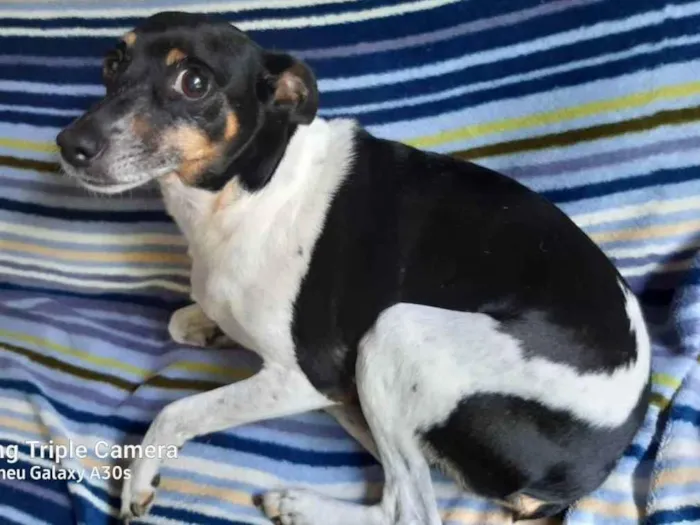 Cachorro ra a Fox paulistinha idade 6 ou mais anos nome Samy