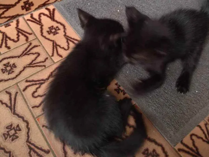 Gato ra a  idade Abaixo de 2 meses nome Não tem nome ainda