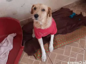 Cachorro raça SRD idade 1 ano nome Benê