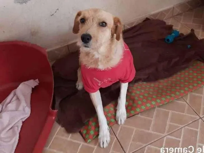 Cachorro ra a SRD idade 1 ano nome Benê