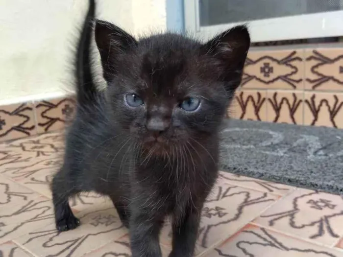Gato ra a  idade Abaixo de 2 meses nome Não tem nome ainda