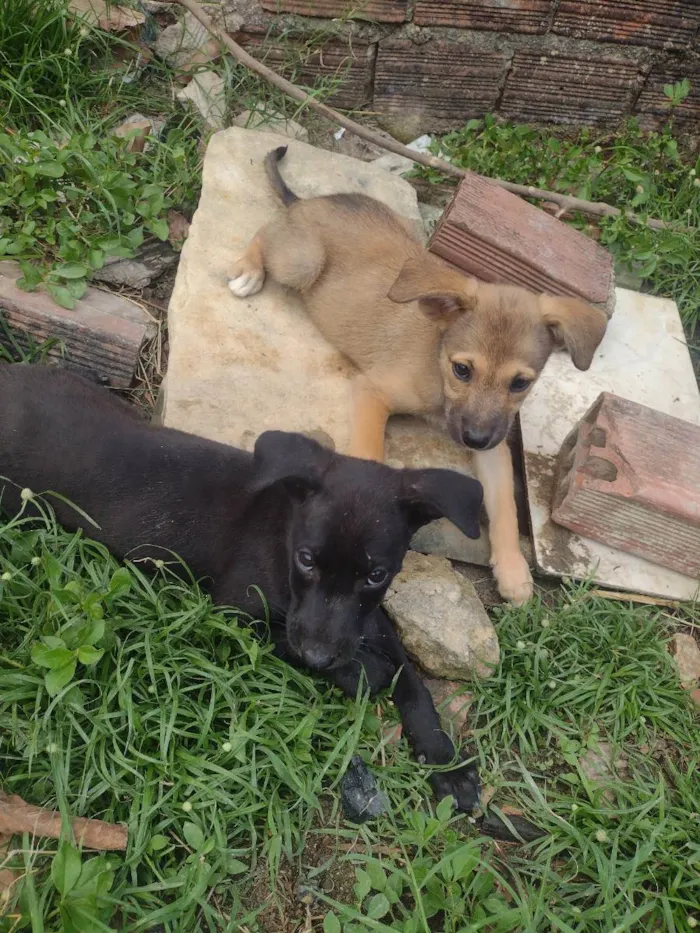 Cachorro ra a Sem raça definida  idade 2 a 6 meses nome Pretinha