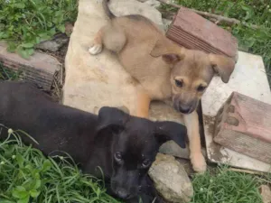 Cachorro raça Sem raça definida  idade 2 a 6 meses nome Pretinha