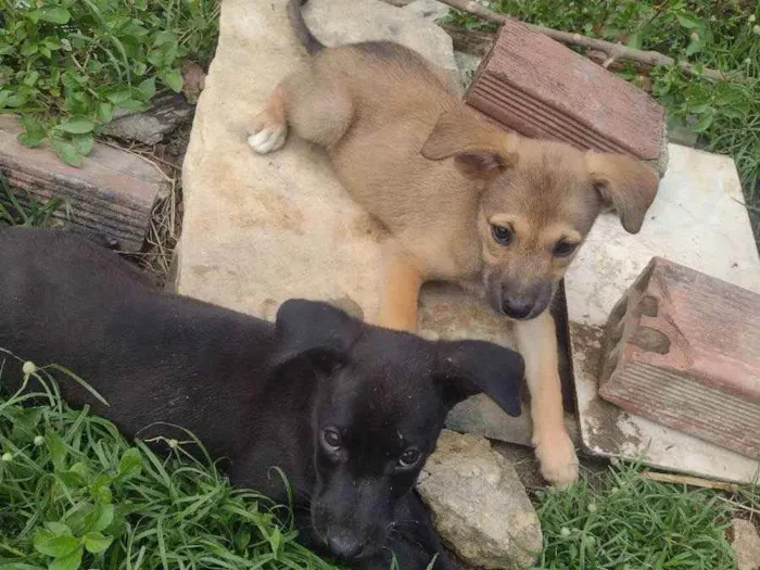 Cachorro ra a Sem raça definida  idade 2 a 6 meses nome Pretinha