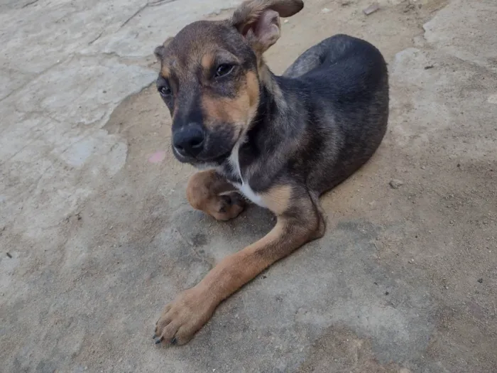 Cachorro ra a Sem raça definida  idade 2 a 6 meses nome Sem nome 