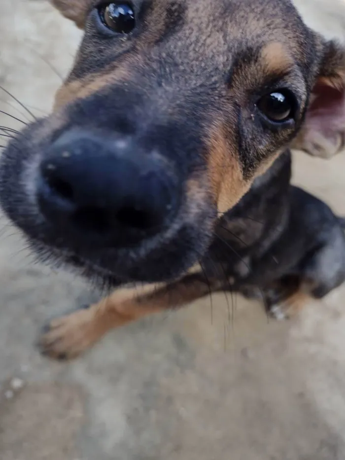 Cachorro ra a Sem raça definida  idade 2 a 6 meses nome Sem nome 