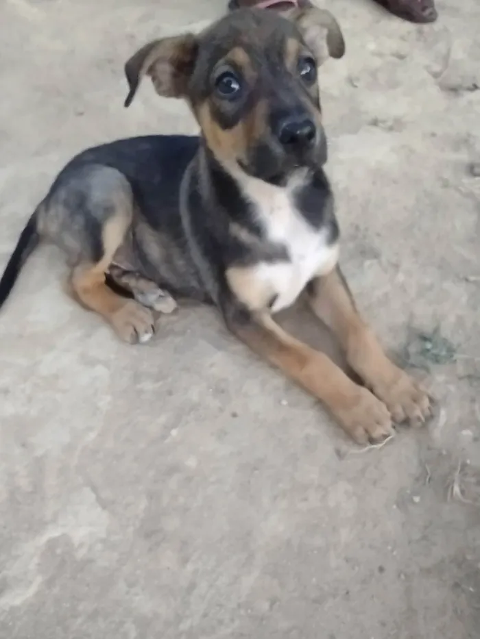 Cachorro ra a Sem raça definida  idade 2 a 6 meses nome Sem nome 